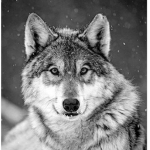 Wolfs island