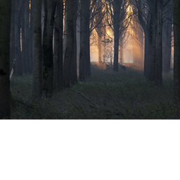 Green forest