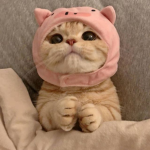 kittyqu