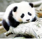 Legit Panda Fam