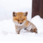 Fox Fanns