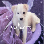 vulnera