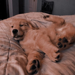 Teddy Puppy Fans!