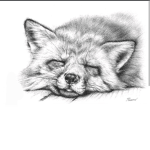 All foxes group
