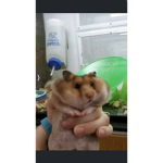 cookiePie
