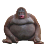 Orangutan Roll