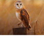 Owl Fans or just join or whatever