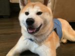 Doge59147