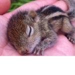 Squirrel Fans!