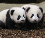 Super Cute Panda United