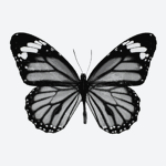 viceroy