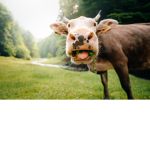 Pablo the cow