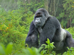 Da gorilla bois