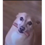 Cats are cool and dogs bozos