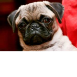 Pug Lovers!!
