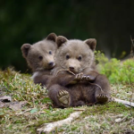 •Bear Cuddles•