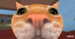 we love CATS!!!!!!!!!!!!!1