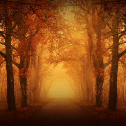Foggy autumn forest road