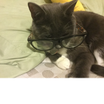 The Epic Cat Club