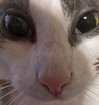 Alien stage kitty
