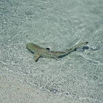 Sharky fans only