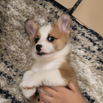 Chester The Corgi’s buddies! :]