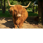Cow Squad.