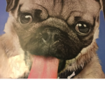 The puppy foundation