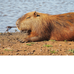 Mega Capybara