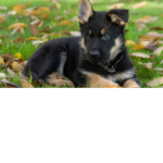 The Kind Puppies!