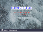 Animals Forever!!!