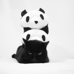 pandacat!