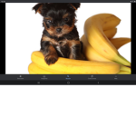 Banna with puppies