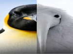 Opium Bird FanClub