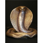 Cobra Kingdom