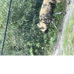 Wild dogs forever group bois