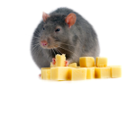 FAT RAT IN A CAR!!!!