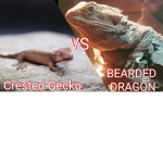 reptiles hangoutt
