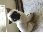 Hi coool cats
