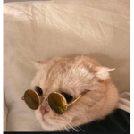 Cat cult meow!