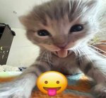 Cedric_سيدريك