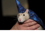RAT WIZARD’S RATS