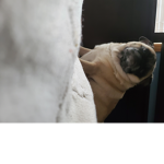 The puggle army