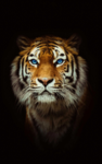 TheTigerGroups
