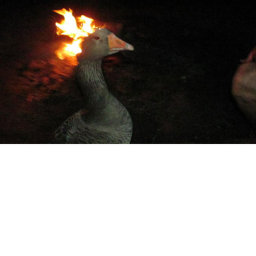 Geese execution