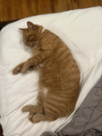 The cats cats kitty