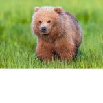 Bear Cub Buddies