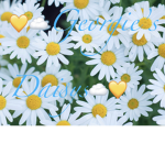 Georgies Daisys
