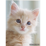 Kitty K R E W