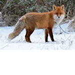King FOX Squad